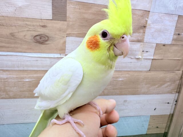 オカメインコ