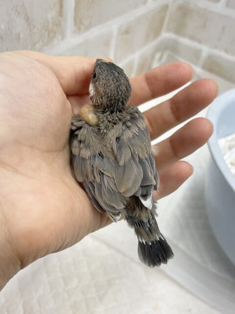 桜文鳥