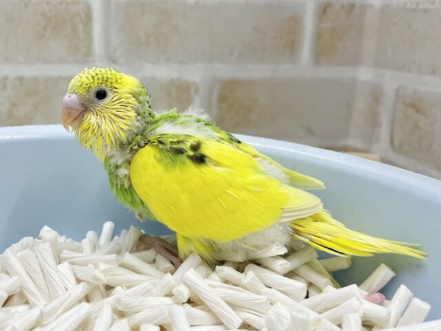 セキセイインコ