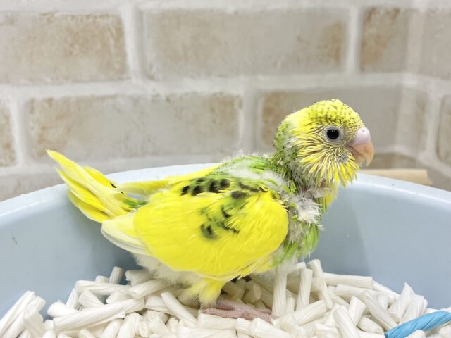 セキセイインコ