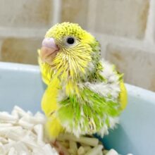 明るく元気な緑ちゃん💚セキセイインコ（グリーンパイド）