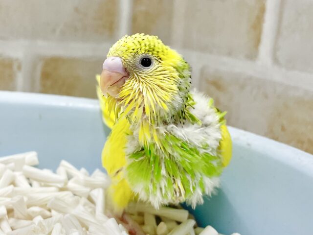 明るく元気な緑ちゃん💚セキセイインコ（グリーンパイド）