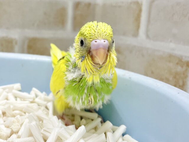 セキセイインコ