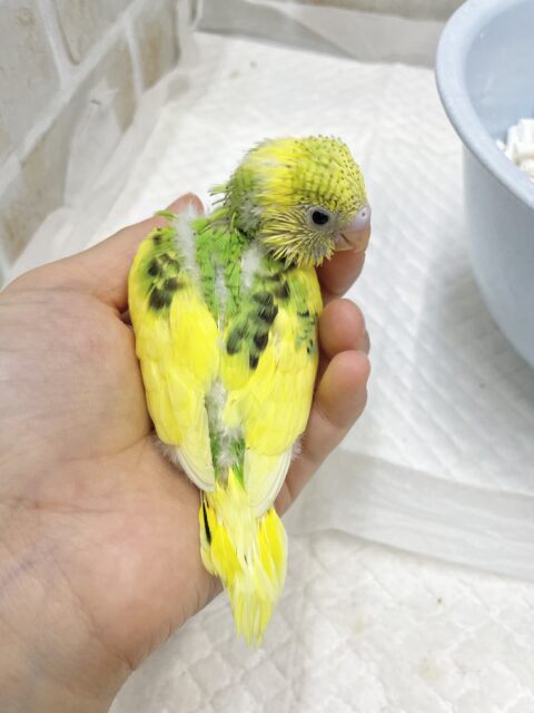 セキセイインコ