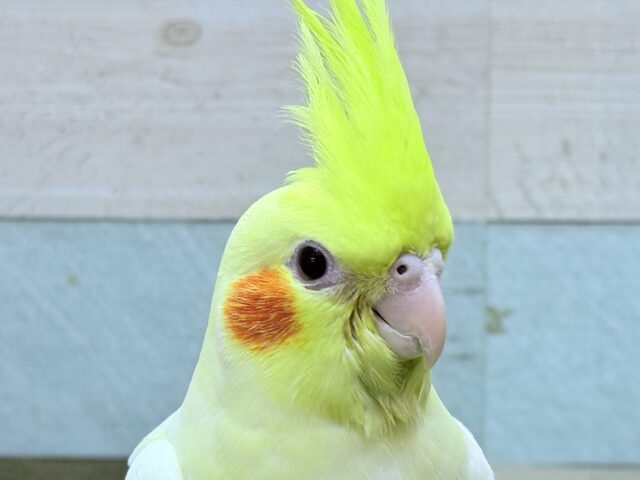 オカメインコ