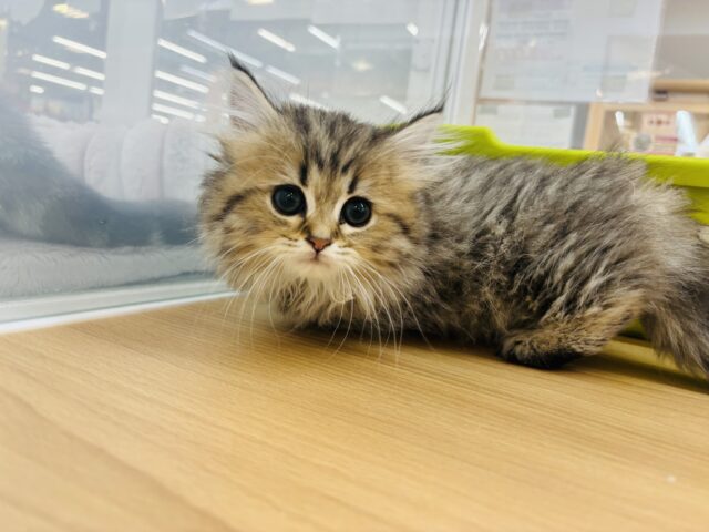ミヌエット