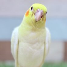 最新画像あります🌟証明写真のように正面からハイチーズ📸✨オカメインコのルチノー❣️