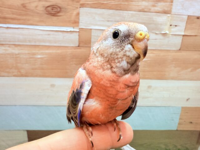 最新画像・動画あります🌹濃いピンクが綺麗で美しい〜🤩アキクサインコのローズ🌹