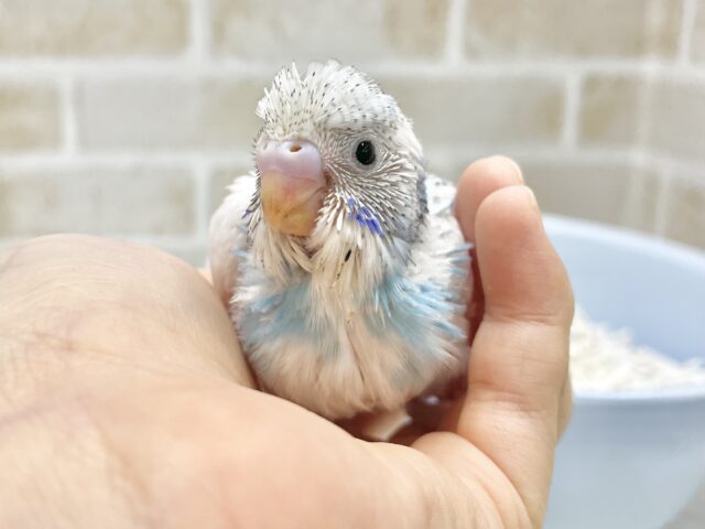 ちょっとレアなパイドさん🩵🤍セキセイインコ（ブルーパイド）