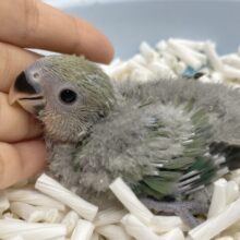 まん丸お目目のコザクラちゃん💚コザクラインコ（ノーマル）