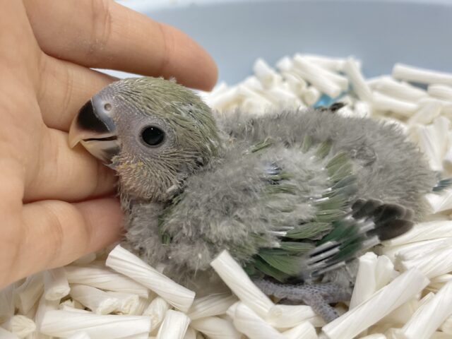 まん丸お目目のコザクラちゃん💚コザクラインコ（ノーマル）
