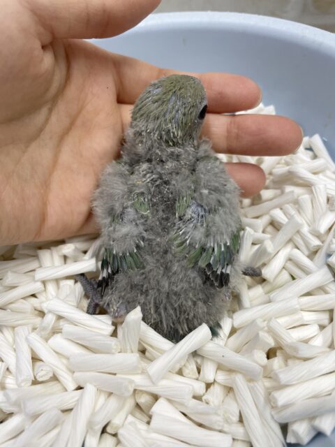 コザクラインコ（小桜インコ）