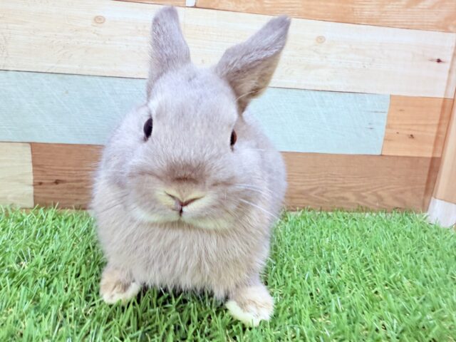 ネザーランドドワーフ