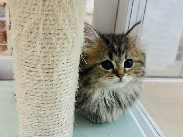 ミヌエット