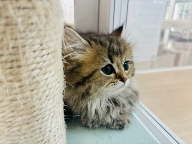 ミヌエット
