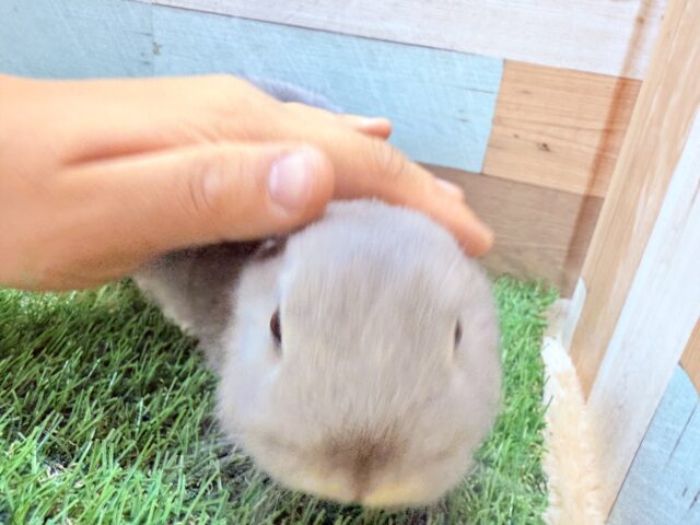 ネザーランドドワーフ
