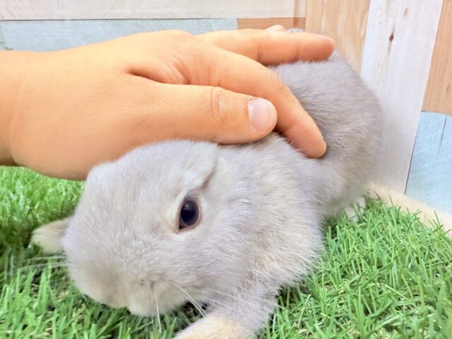 ネザーランドドワーフ
