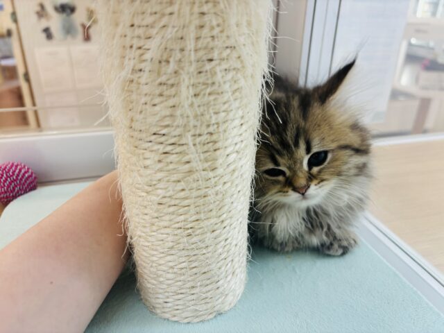 ミヌエット