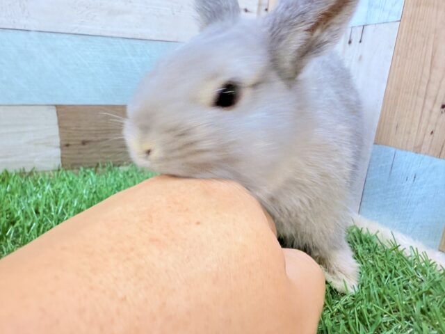 ネザーランドドワーフ