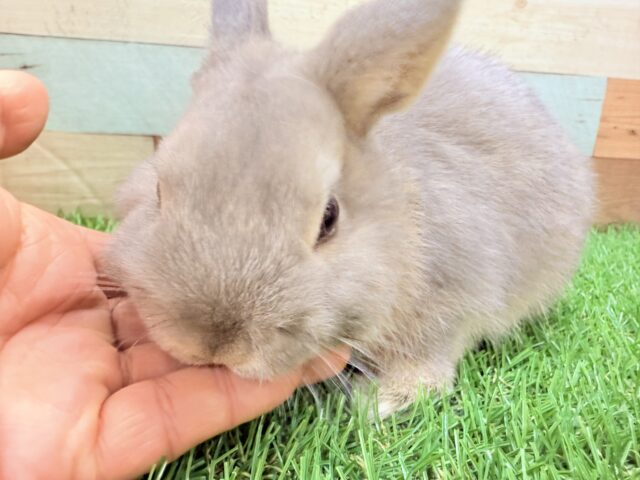 ネザーランドドワーフ