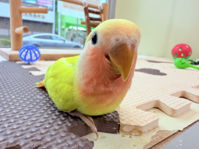 コザクラインコ（小桜インコ）