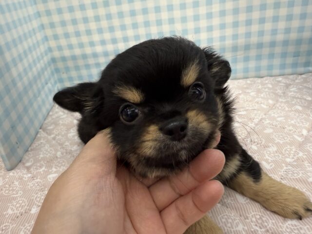 チワワ