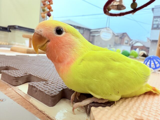 コザクラインコ（小桜インコ）