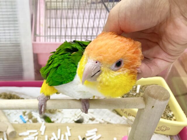 シロハラインコ
