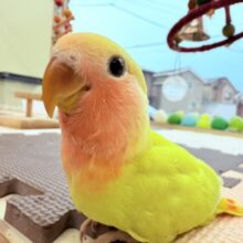最新画像有ります🌟派手派手カラーで明るく照らしちゃうよ‼️優しいお顔のコザクラインコ（ゴールデンチェリー）❤️