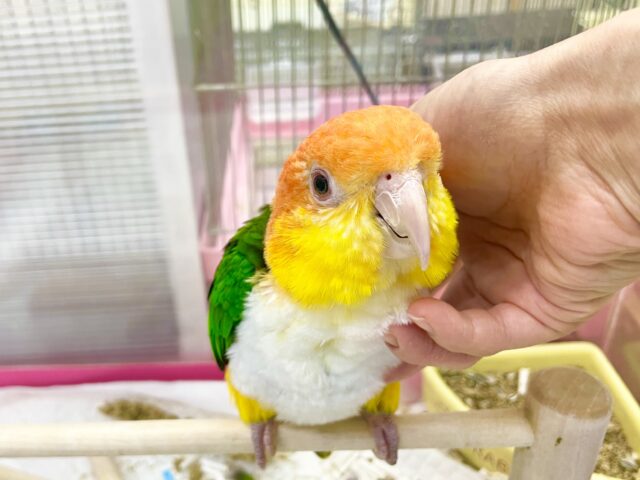 シロハラインコ