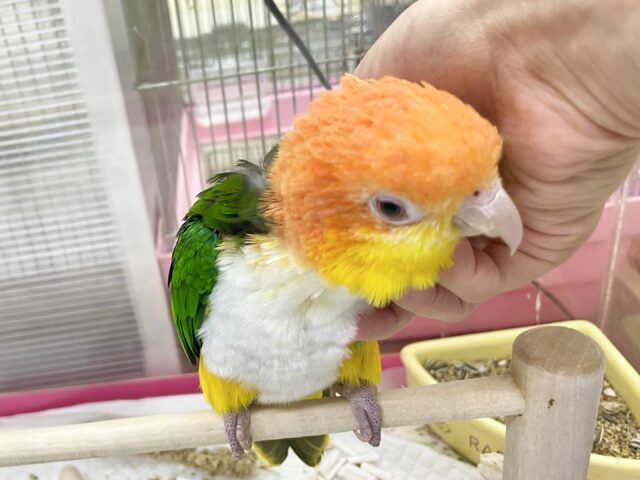 シロハラインコ