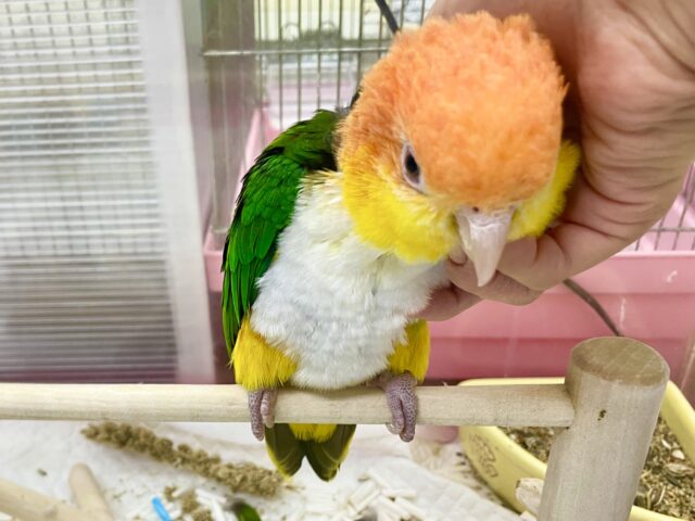 シロハラインコ