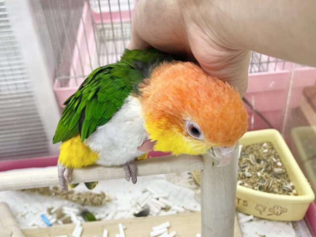 シロハラインコ