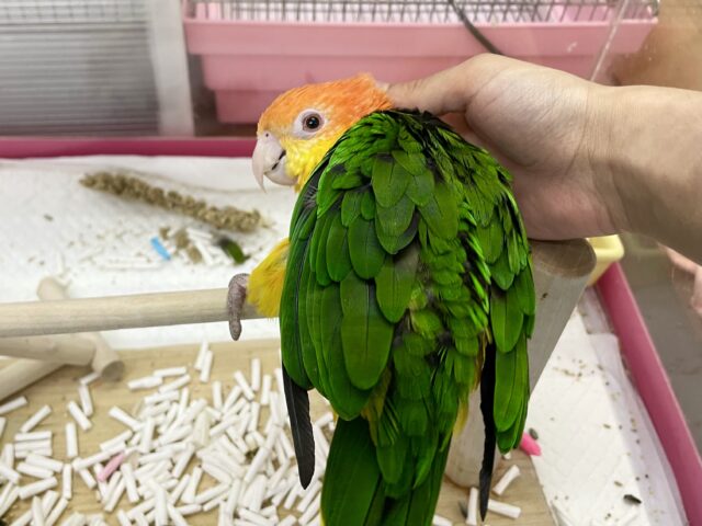 シロハラインコ