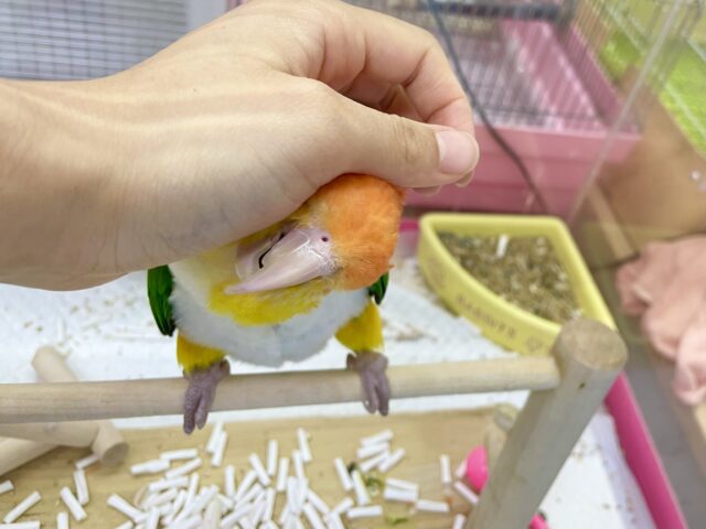 シロハラインコ