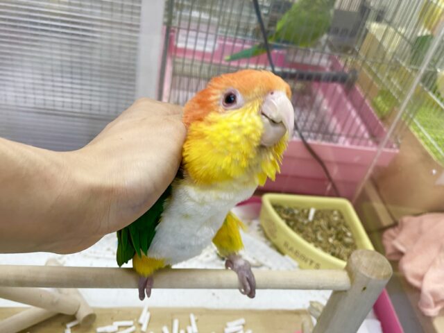 シロハラインコ
