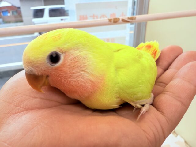 コザクラインコ（小桜インコ）