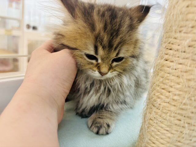 ミヌエット