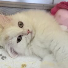 最新画像📷ミルクティーみたいな可愛さ！サイベリアンちゃん！