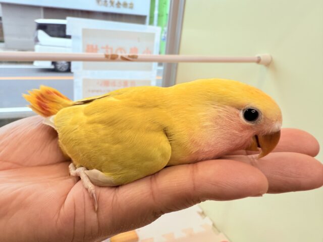 コザクラインコ（小桜インコ）