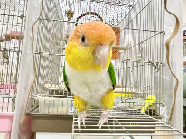 シロハラインコ