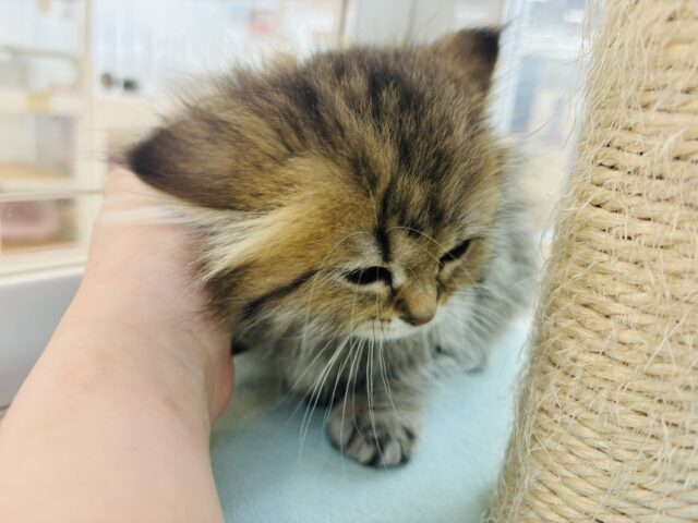 ミヌエット