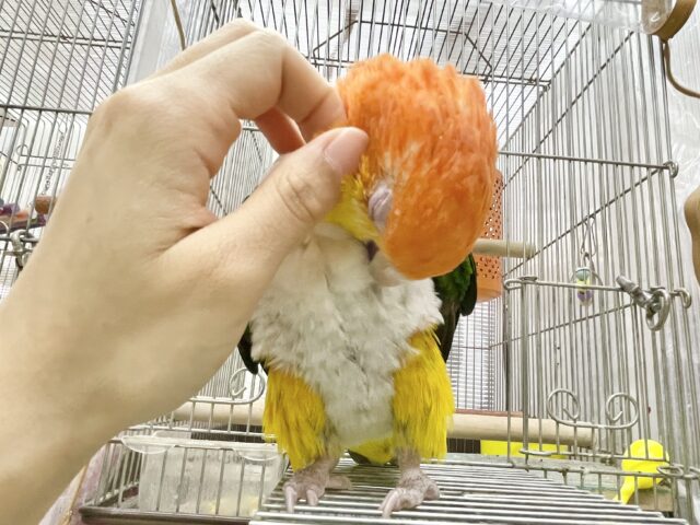 シロハラインコ