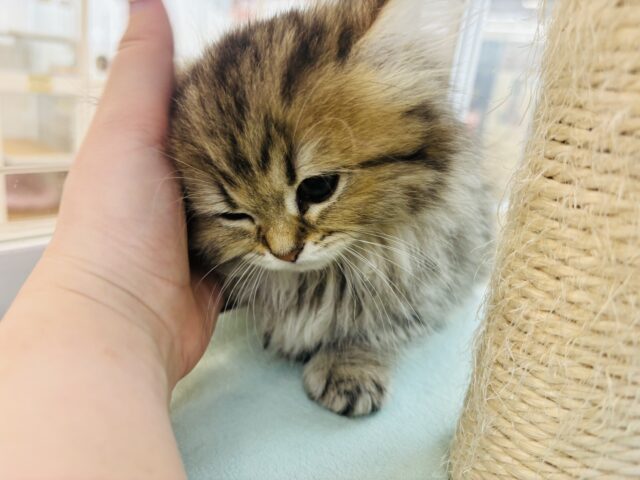 ミヌエット