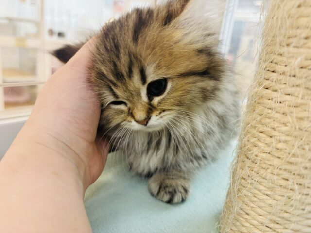 ミヌエット