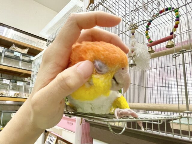シロハラインコ