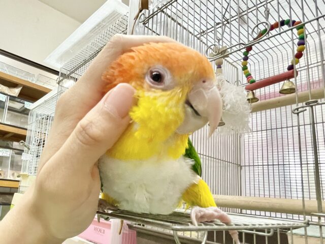 シロハラインコ