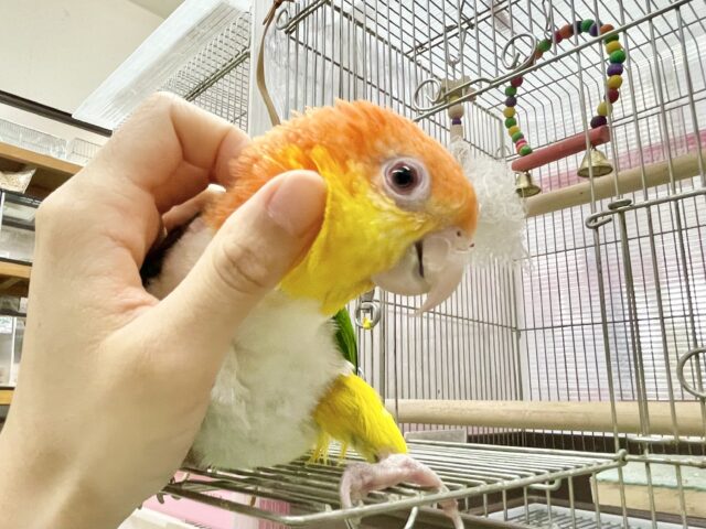 シロハラインコ