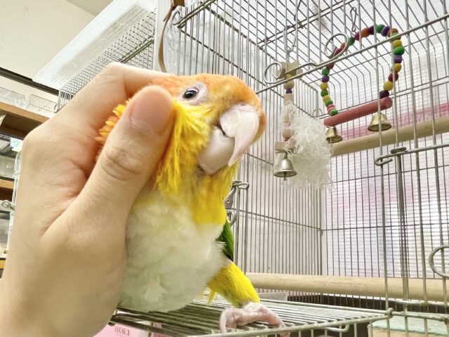 シロハラインコ