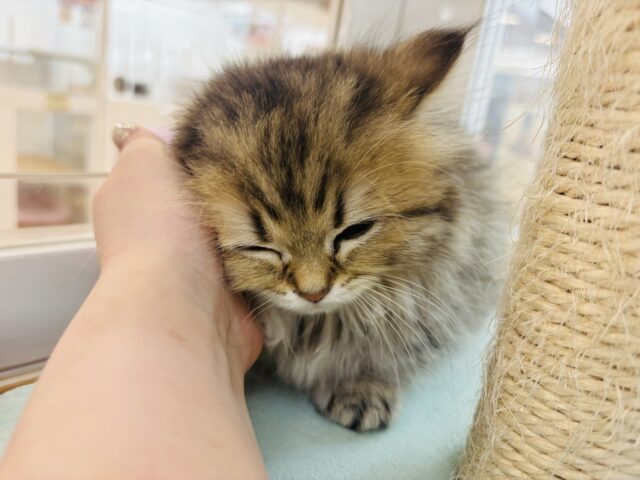 ミヌエット